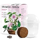 GROW2GO Mimose Starter Kit Anzuchtset - Pflanzset aus Mini-Gewächshaus, Mimose Samen & Erde - nachhaltige Geschenkidee für Pflanzenfreunde